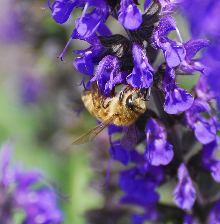 Here's a honeybee making some wax flakes. It takes 12 hrs for one bee to  make 8 flakes, and it takes approximately …